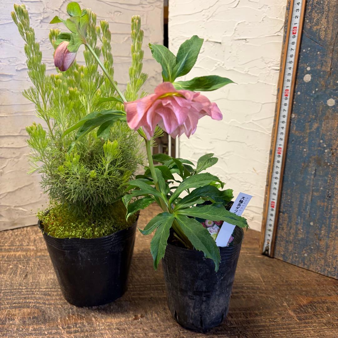 y*a様 ガーデニング　てんこ盛りアソート　16ポット　ワックスフラワー　ラナン