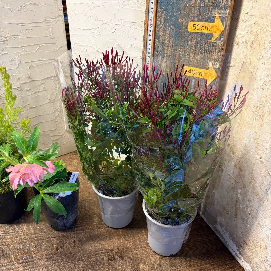 y*a様 ガーデニング　てんこ盛りアソート　16ポット　ワックスフラワー　ラナン