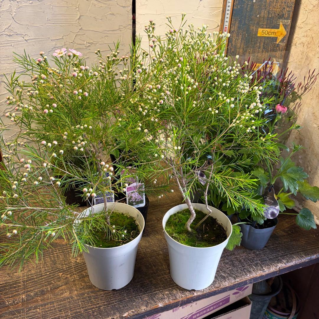 y*a様 ガーデニング　てんこ盛りアソート　16ポット　ワックスフラワー　ラナン