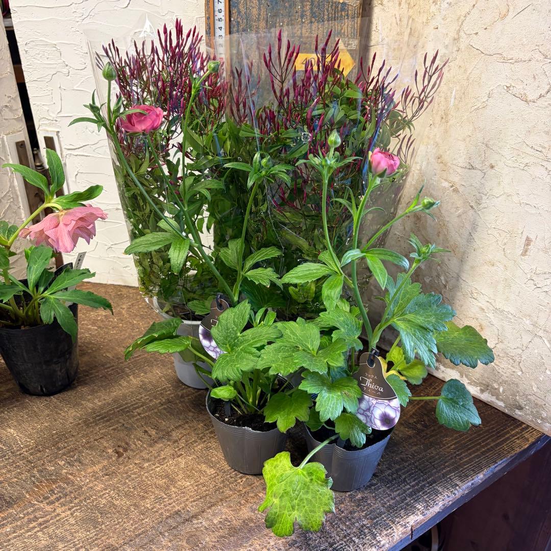 y*a様 ガーデニング　てんこ盛りアソート　16ポット　ワックスフラワー　ラナン