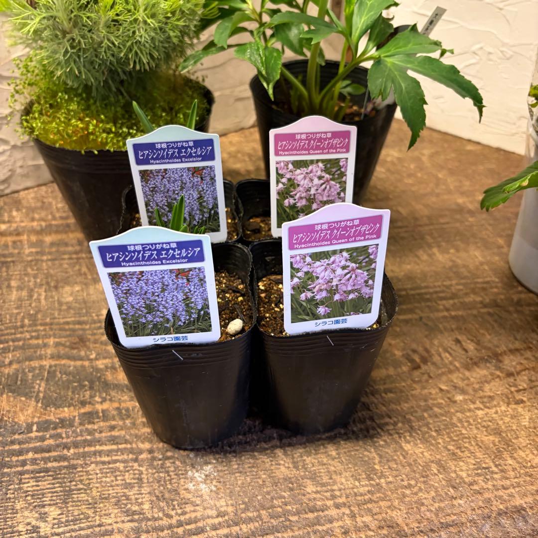 y*a様 ガーデニング　てんこ盛りアソート　16ポット　ワックスフラワー　ラナン