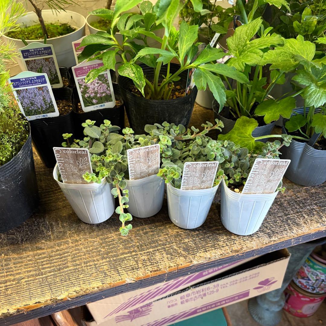 y*a様 ガーデニング　てんこ盛りアソート　16ポット　ワックスフラワー　ラナン