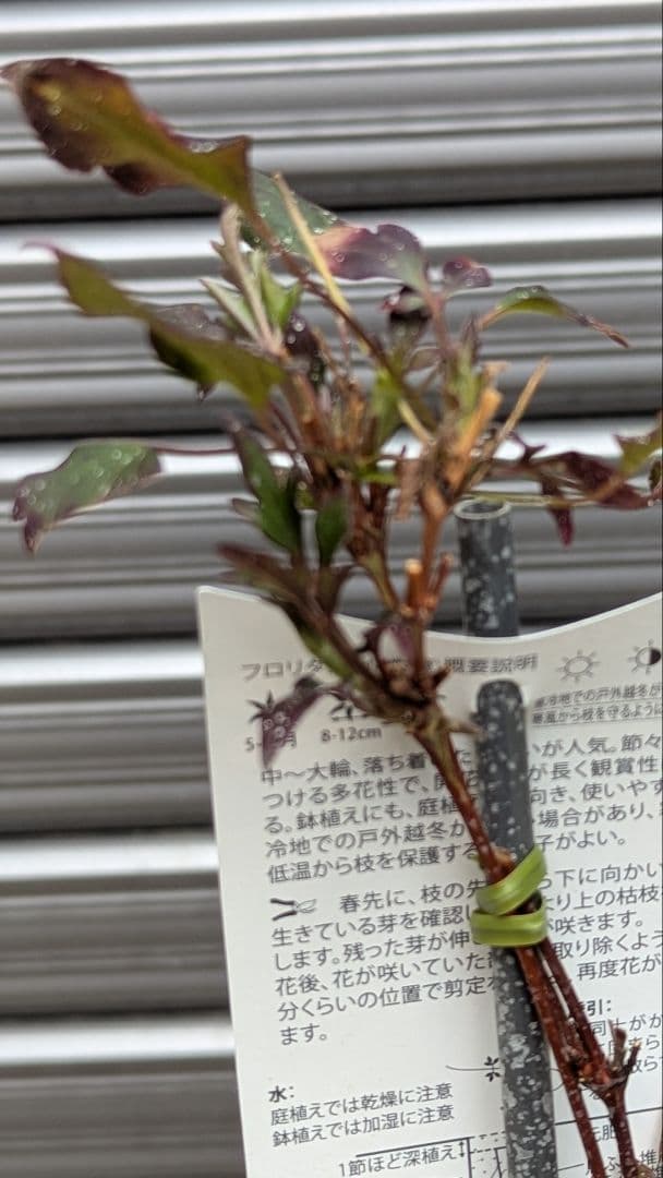 クレマチス 【サイドストーリー】ラベル付正規品 鉢のまま発送