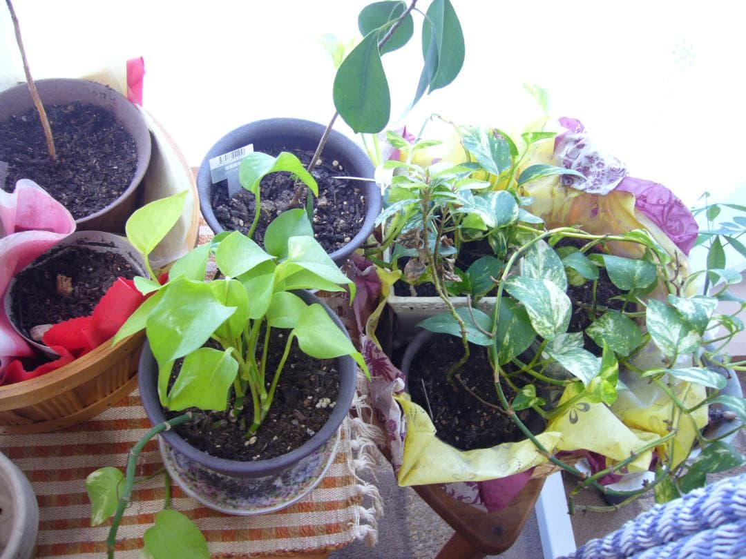 美品 撮影画像あり　Panasonic　DMC-FX9　付属品あり　動作良好