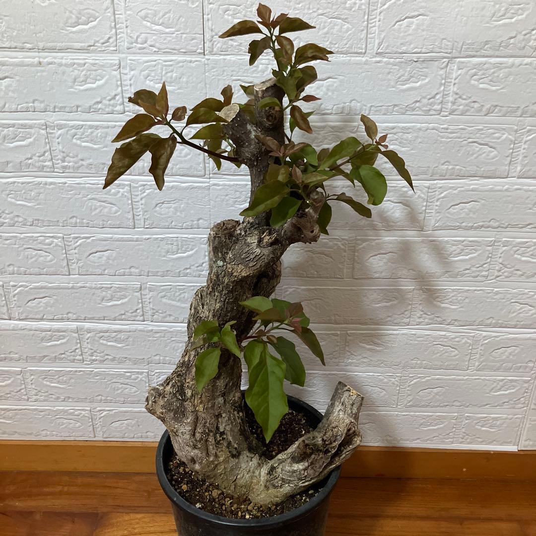 ブーゲンビリア　鉢植え