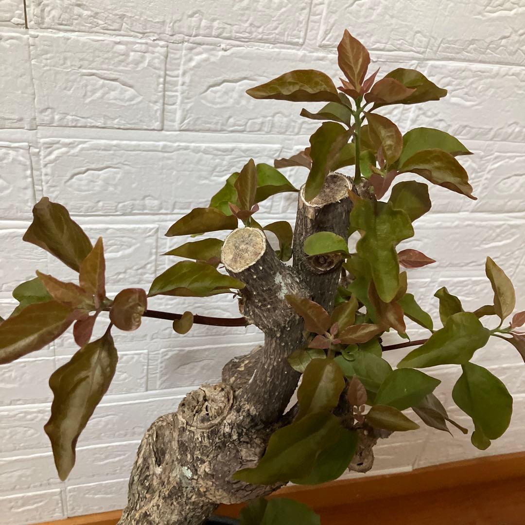 ブーゲンビリア　鉢植え