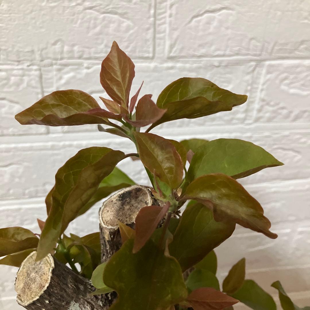 ブーゲンビリア　鉢植え