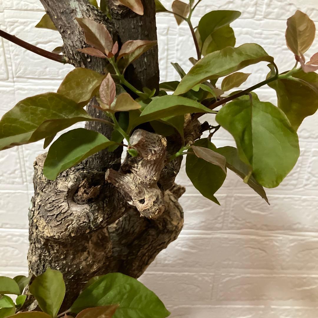 ブーゲンビリア　鉢植え