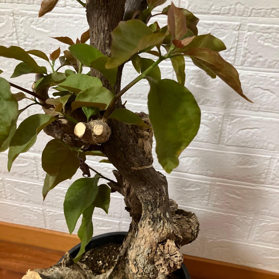 ブーゲンビリア　鉢植え