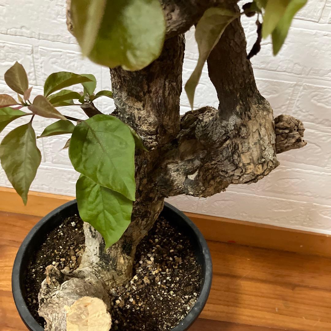 ブーゲンビリア　鉢植え