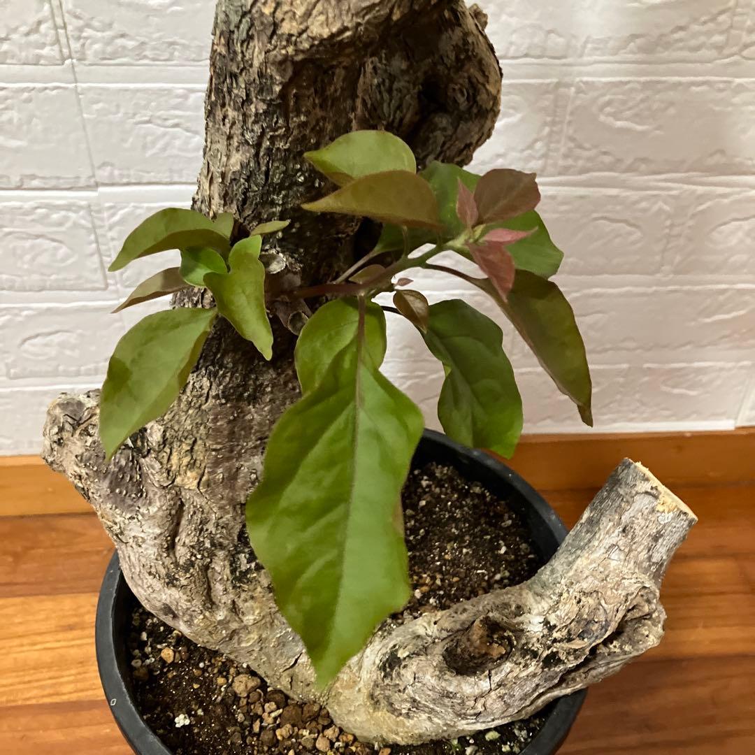 ブーゲンビリア　鉢植え