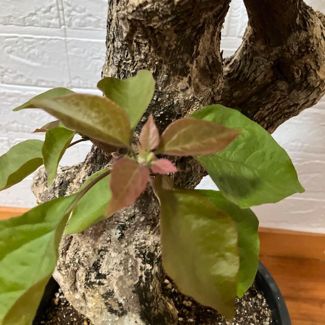 ブーゲンビリア　鉢植え