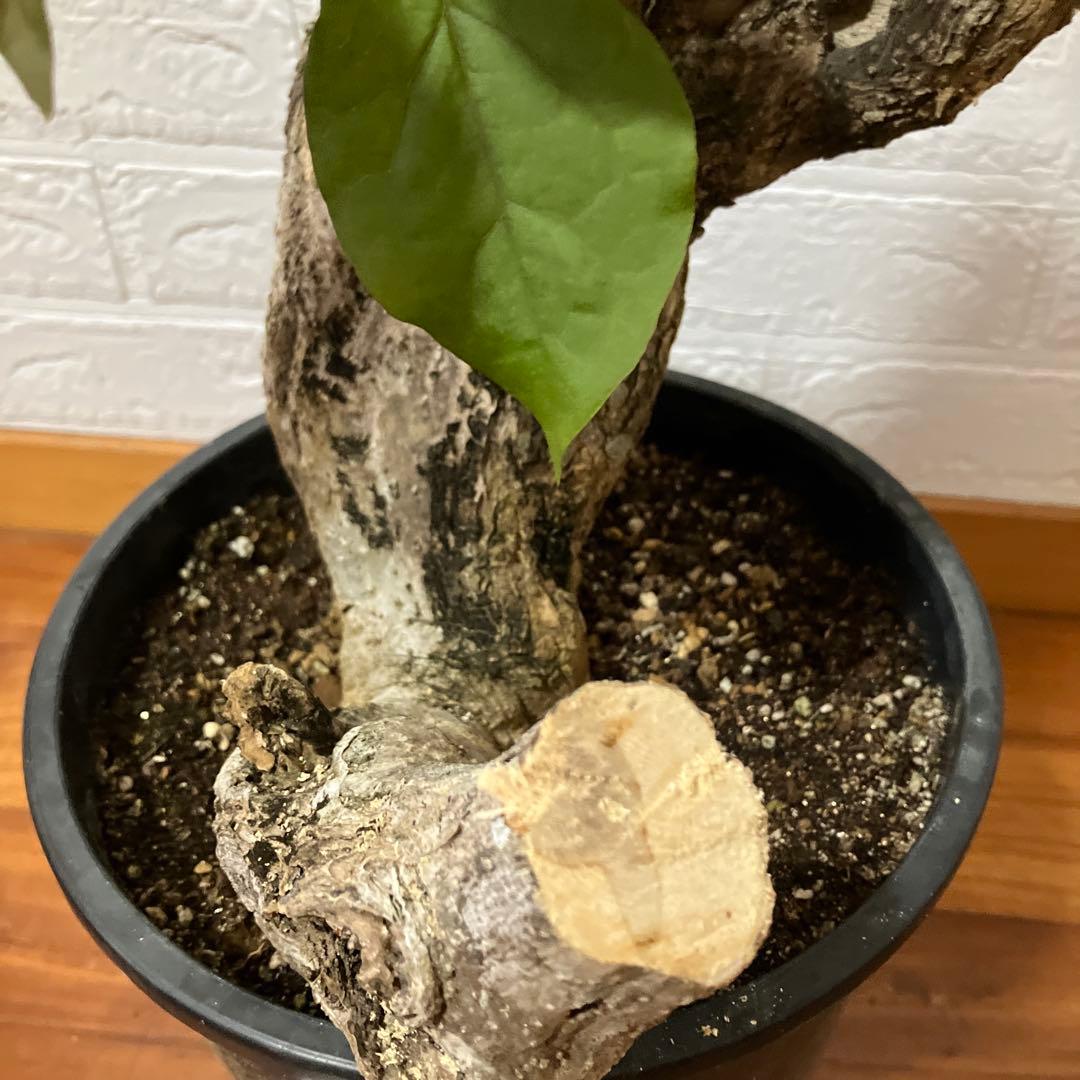 ブーゲンビリア　鉢植え