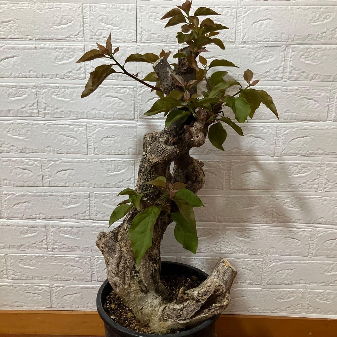 ブーゲンビリア　鉢植え