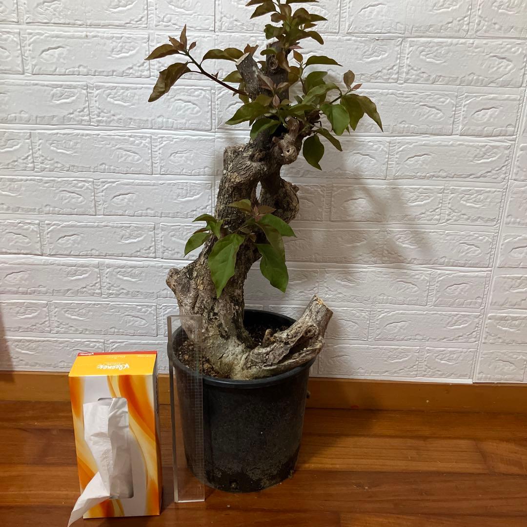 ブーゲンビリア　鉢植え