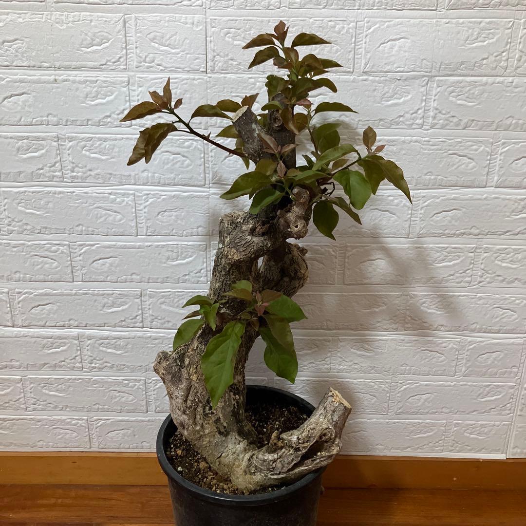 ブーゲンビリア　鉢植え