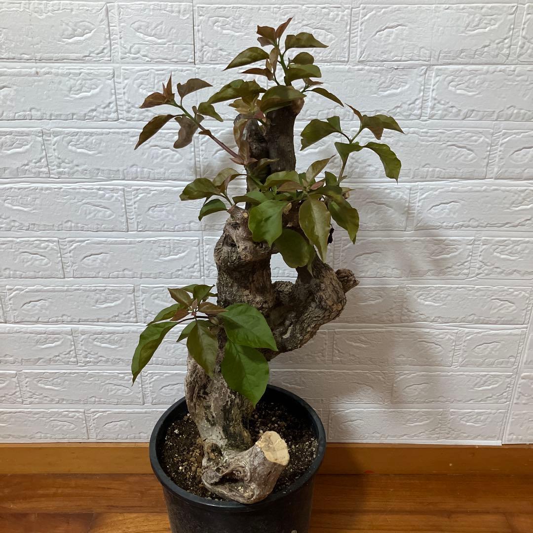 ブーゲンビリア　鉢植え