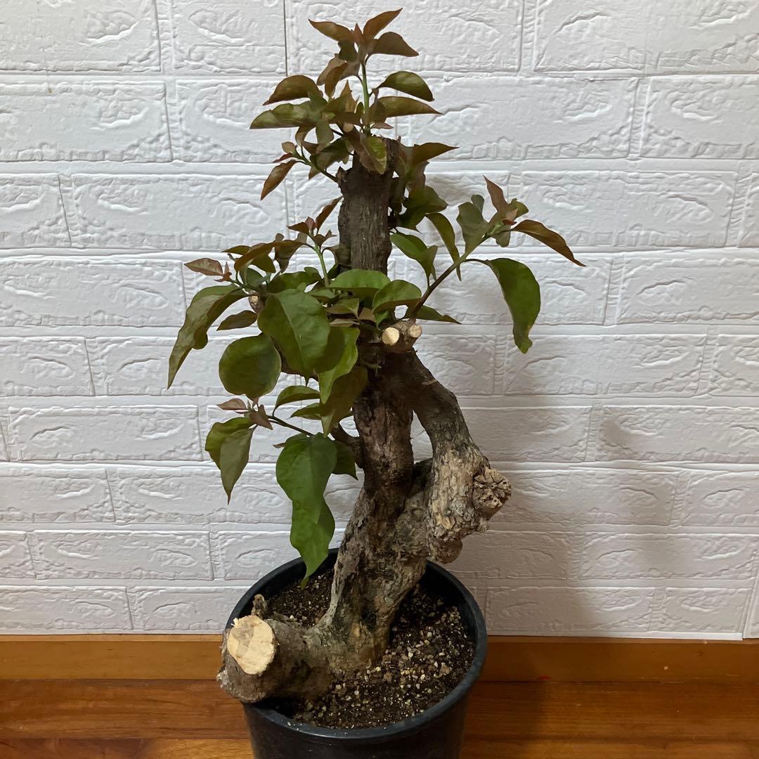 ブーゲンビリア　鉢植え