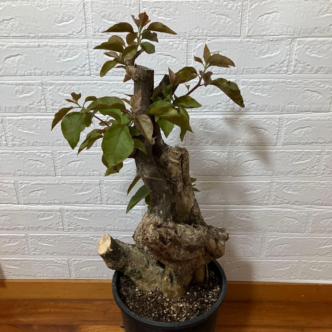 ブーゲンビリア　鉢植え