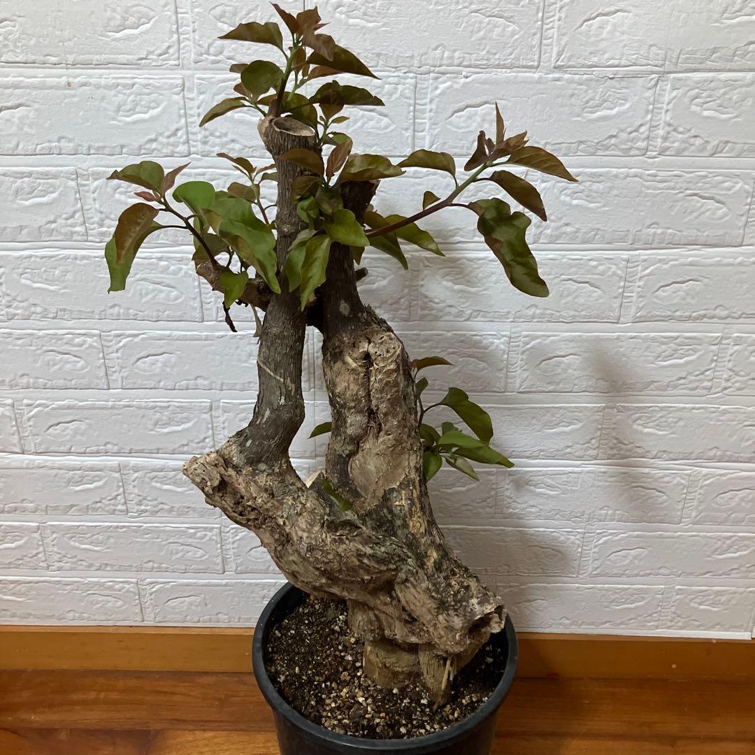 ブーゲンビリア　鉢植え