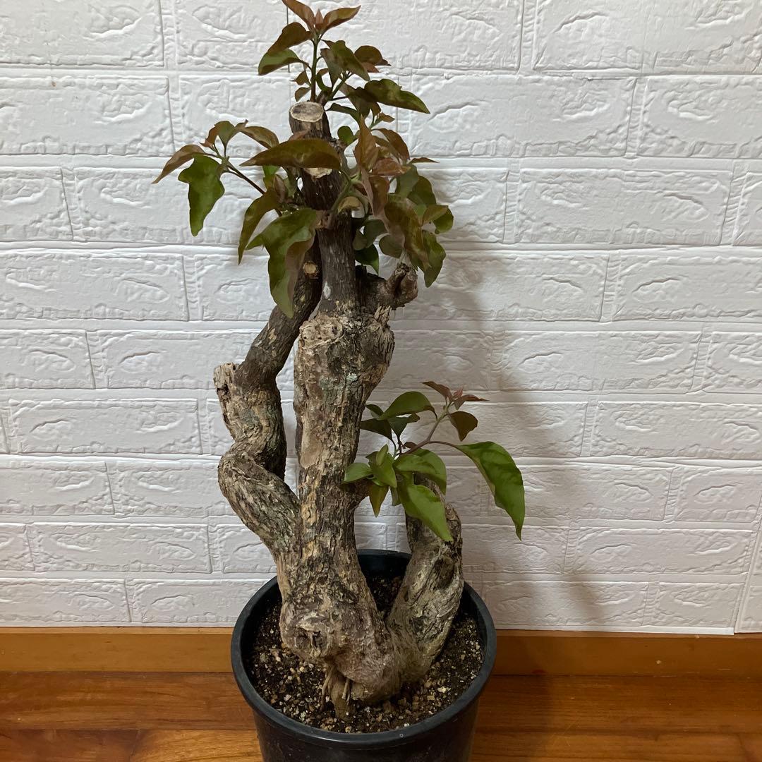 ブーゲンビリア　鉢植え