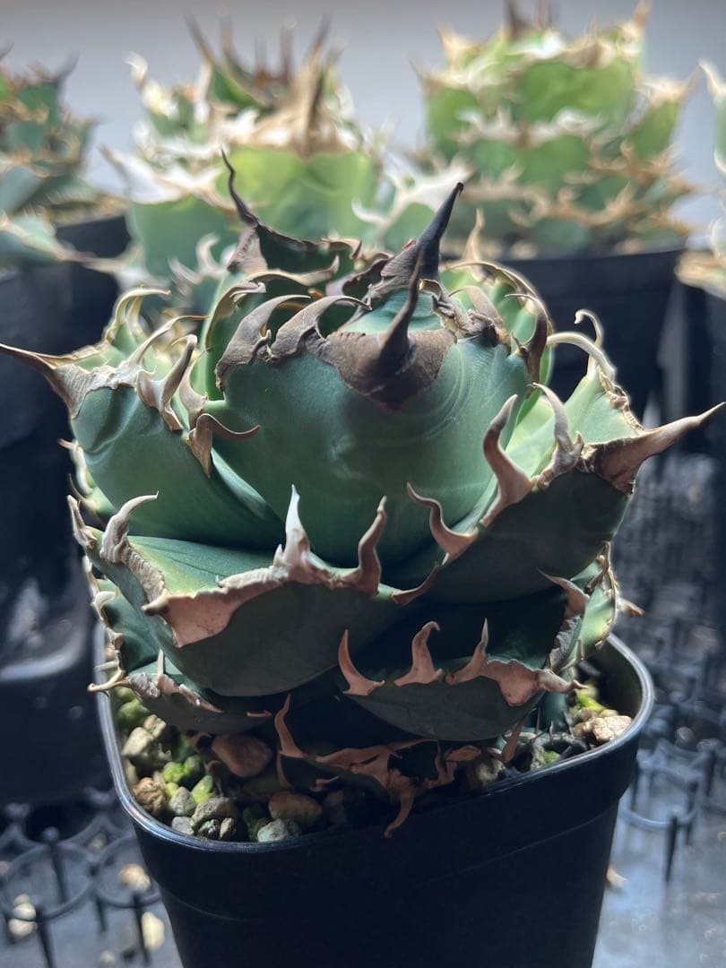 アガベ チタノタ 魔丸　親株　子株付き