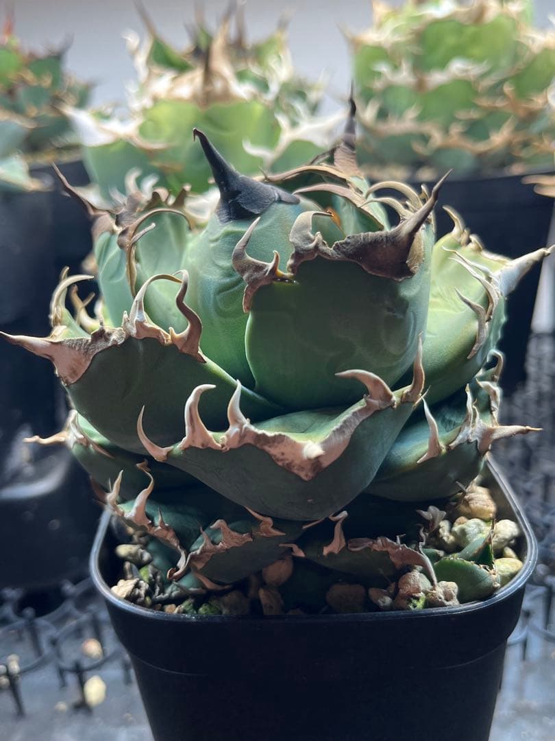 アガベ チタノタ 魔丸　親株　子株付き