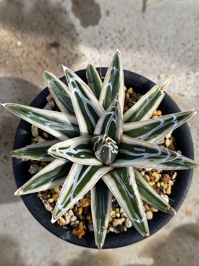 アガベ　氷山　短葉ペンキ濃特選子株3株セット