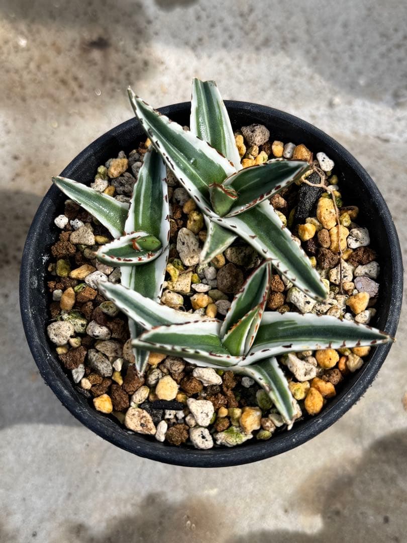 アガベ　氷山　短葉ペンキ濃特選子株3株セット