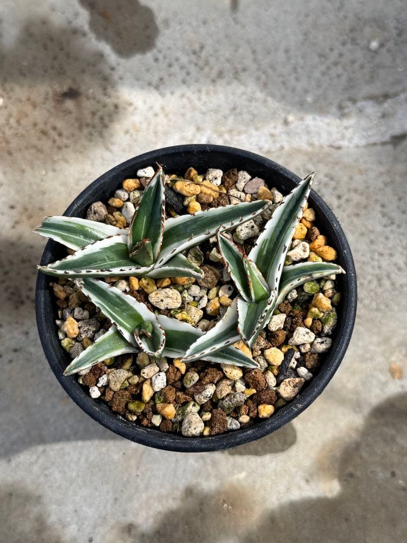 アガベ　氷山　短葉ペンキ濃特選子株3株セット