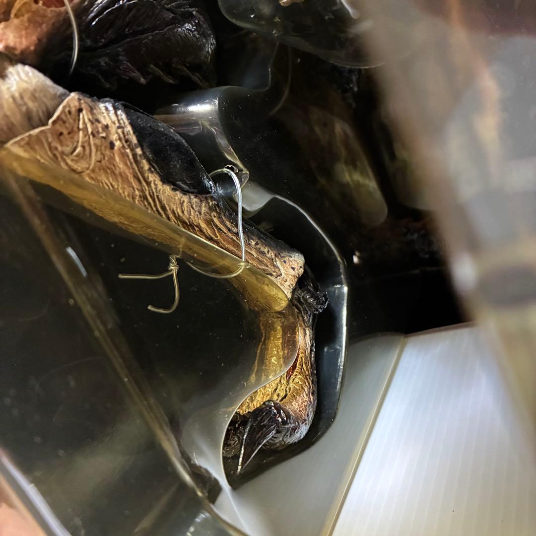 ホットトイズ　プレデリアン ダメージ版 AVP2 限定　輸送箱付　コレクター