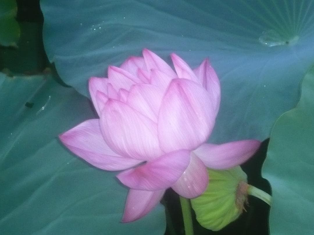 動作品！作例付！Panasonic LUMIX DMC-FX07　フルセット