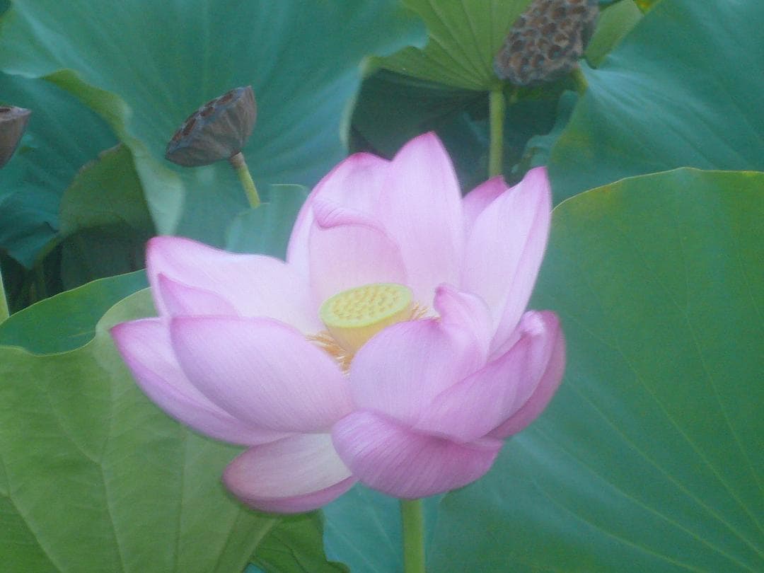 動作品！作例付！Panasonic LUMIX DMC-FX07　フルセット