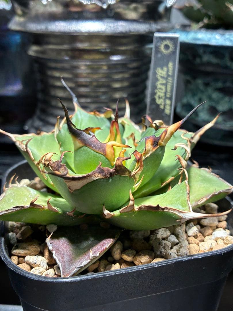 アガベチタノタ　ハデス　黒帝斯　ロングスパイン　強鋸歯