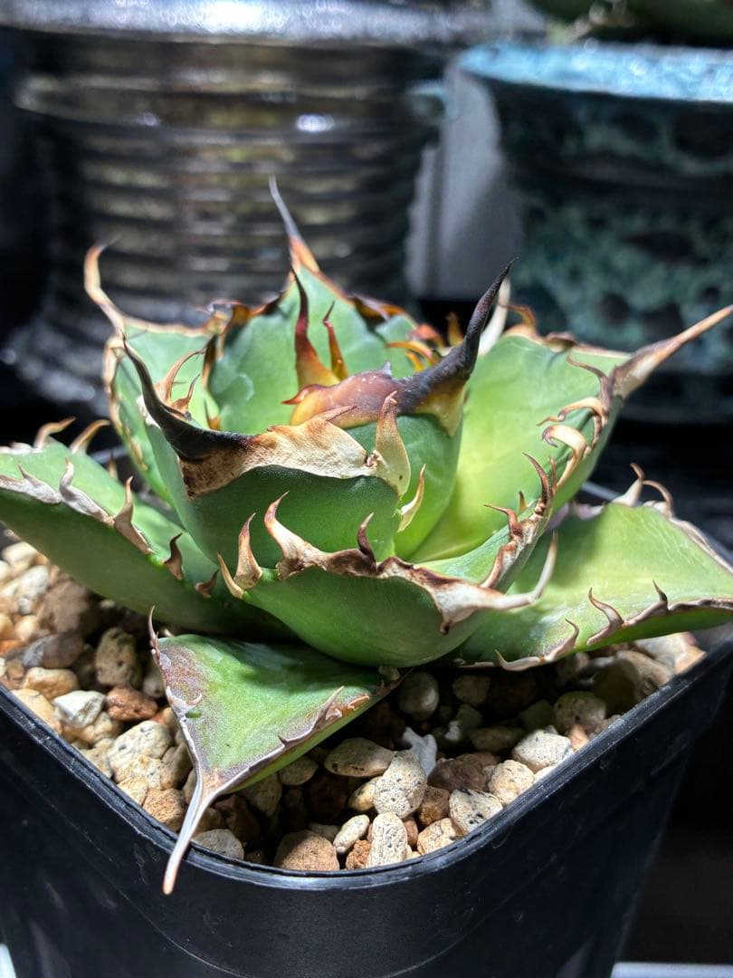 アガベチタノタ　ハデス　黒帝斯　ロングスパイン　強鋸歯