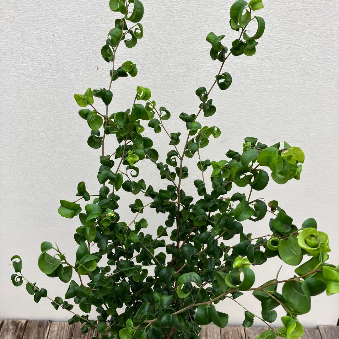 フィカス　バロック