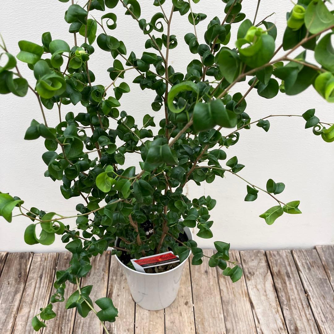 フィカス　バロック