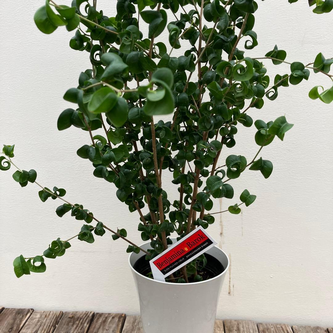 フィカス　バロック