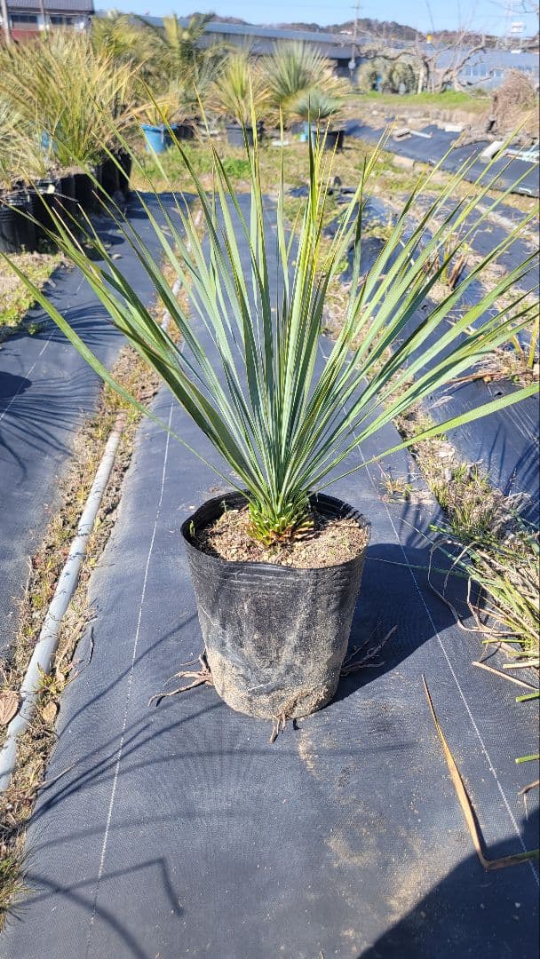 28、ユッカ ロストラータ13　 ポットごと発送