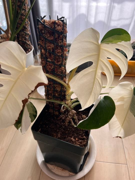 白斑入り 3月7日更新ハーフムーン/フールムーン　モンステラ ボルシギアナ