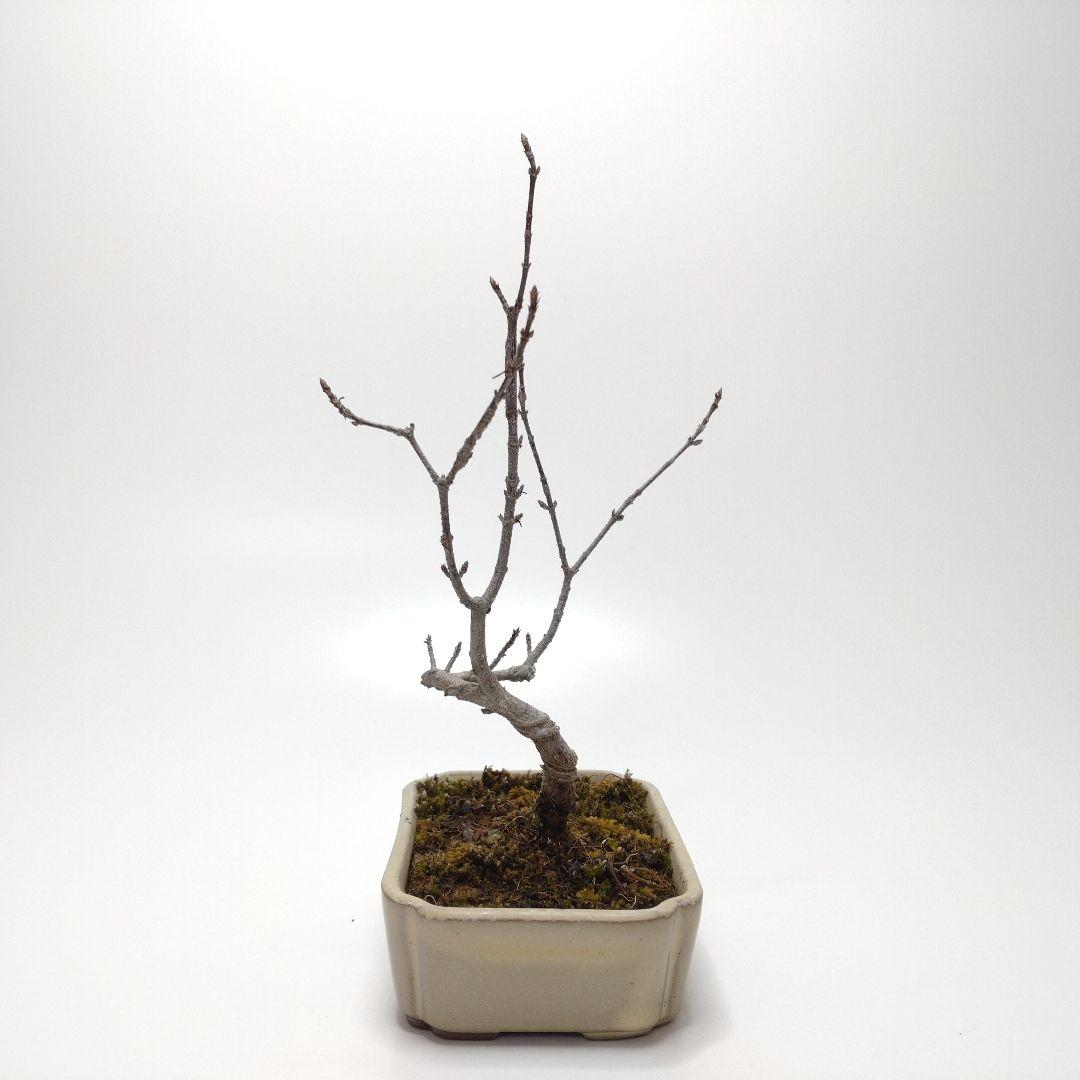 寒樹唐楓（トウカエデ）盆栽 SS009