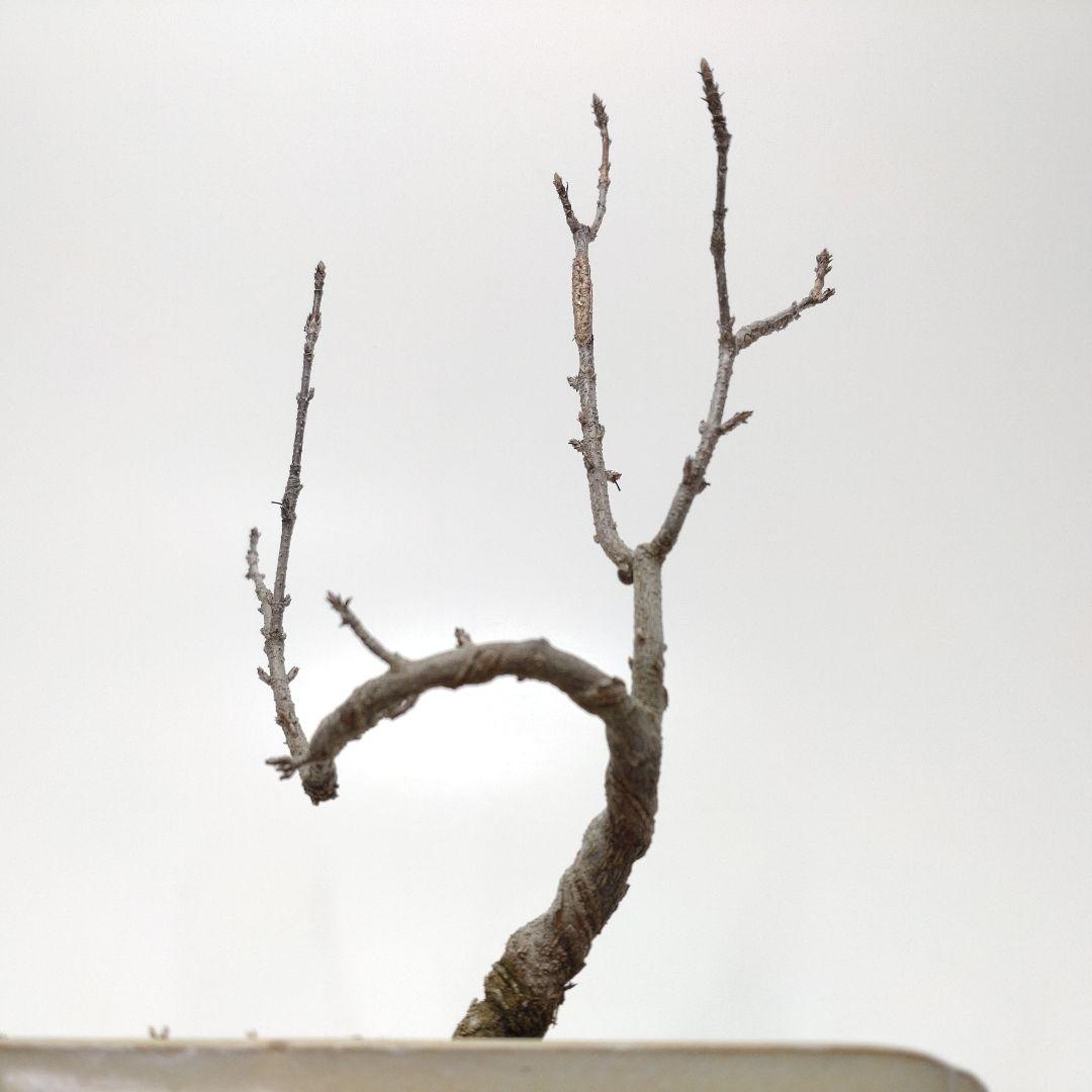 寒樹唐楓（トウカエデ）盆栽 SS009