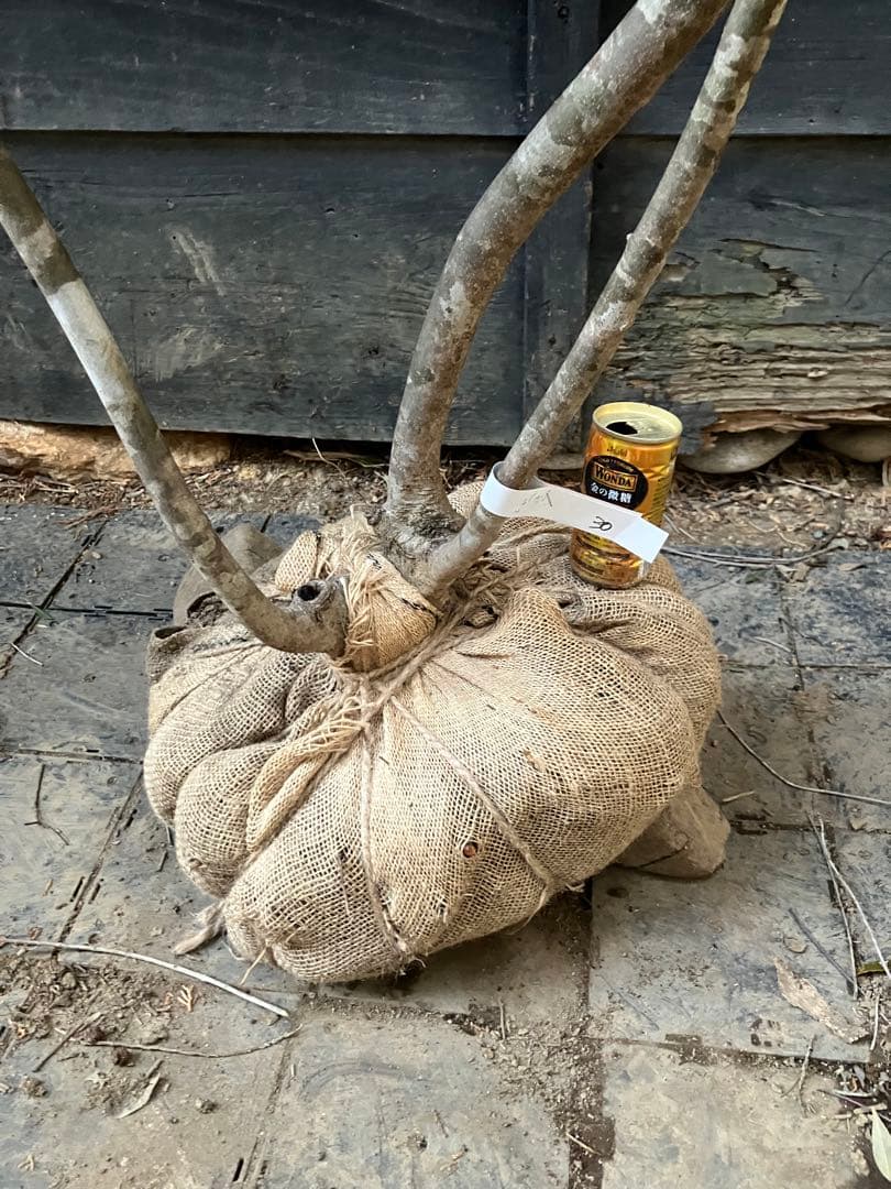 30 山採り　アオダモ