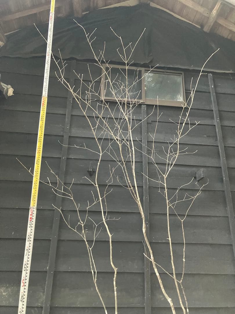 30 山採り　アオダモ