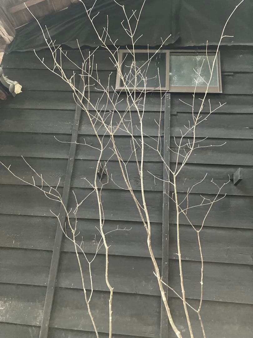 30 山採り　アオダモ