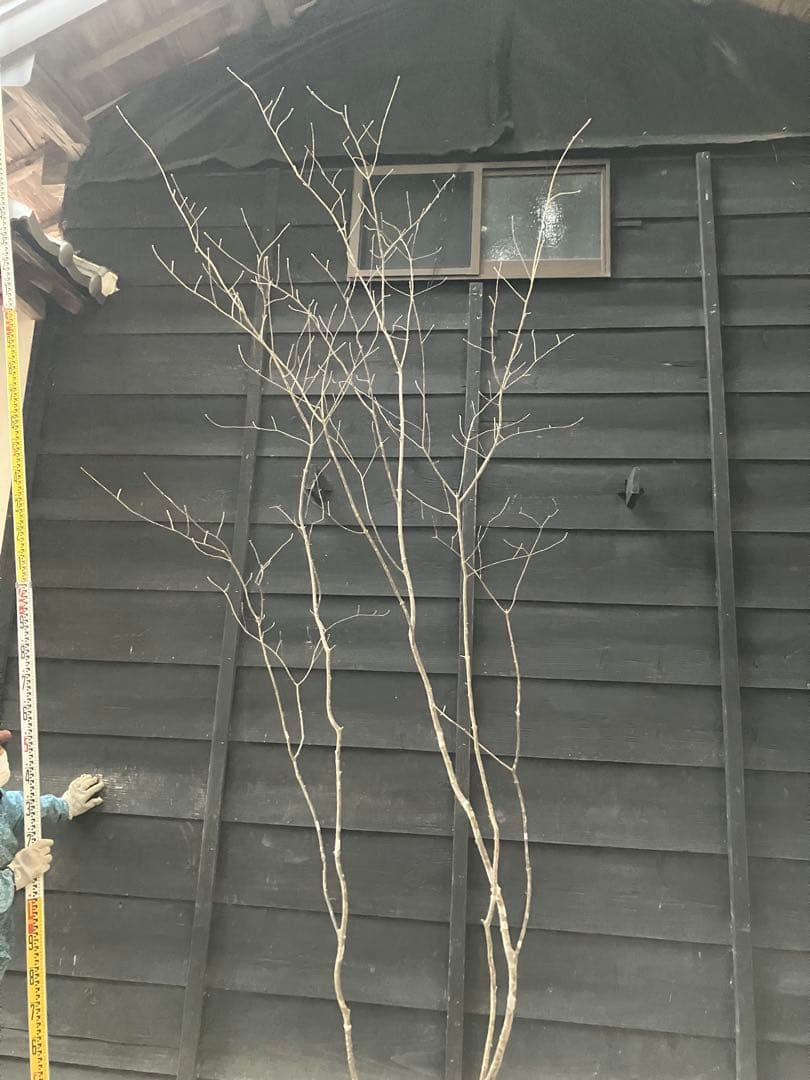 30 山採り　アオダモ