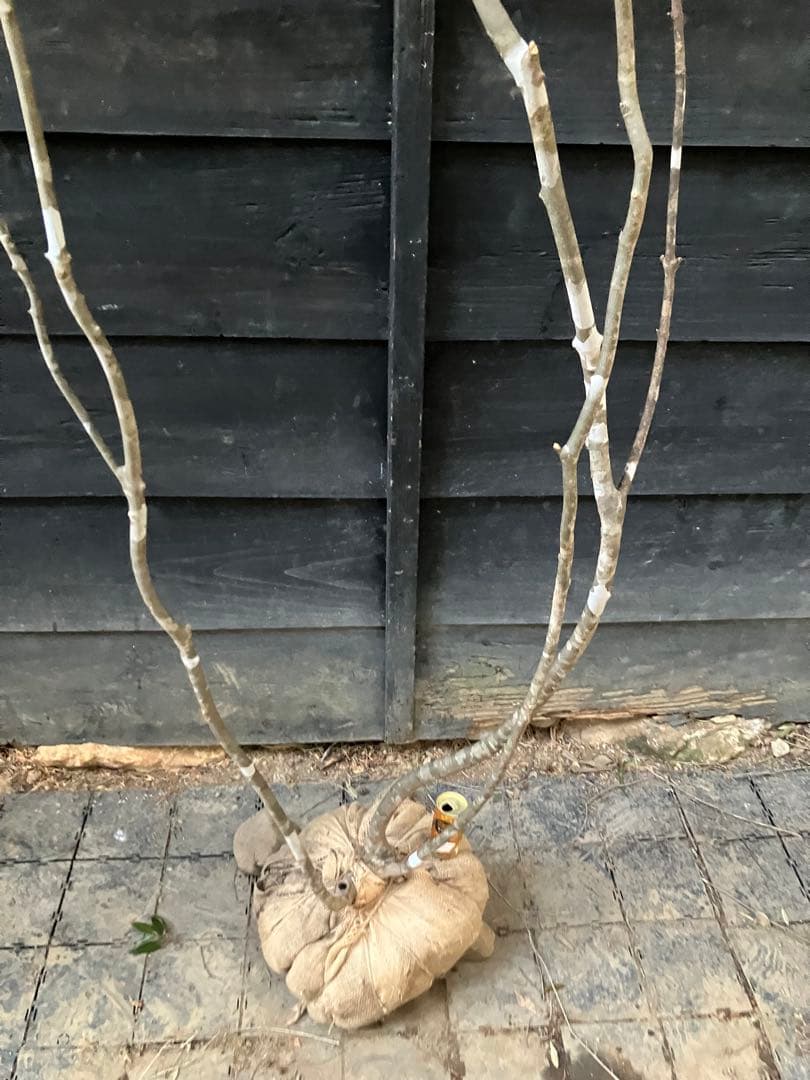 30 山採り　アオダモ