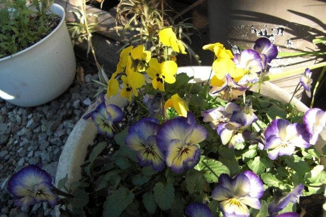 【美品】EXILIM ZOOM EX-Z100