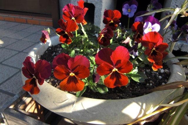 【美品】EXILIM ZOOM EX-Z100