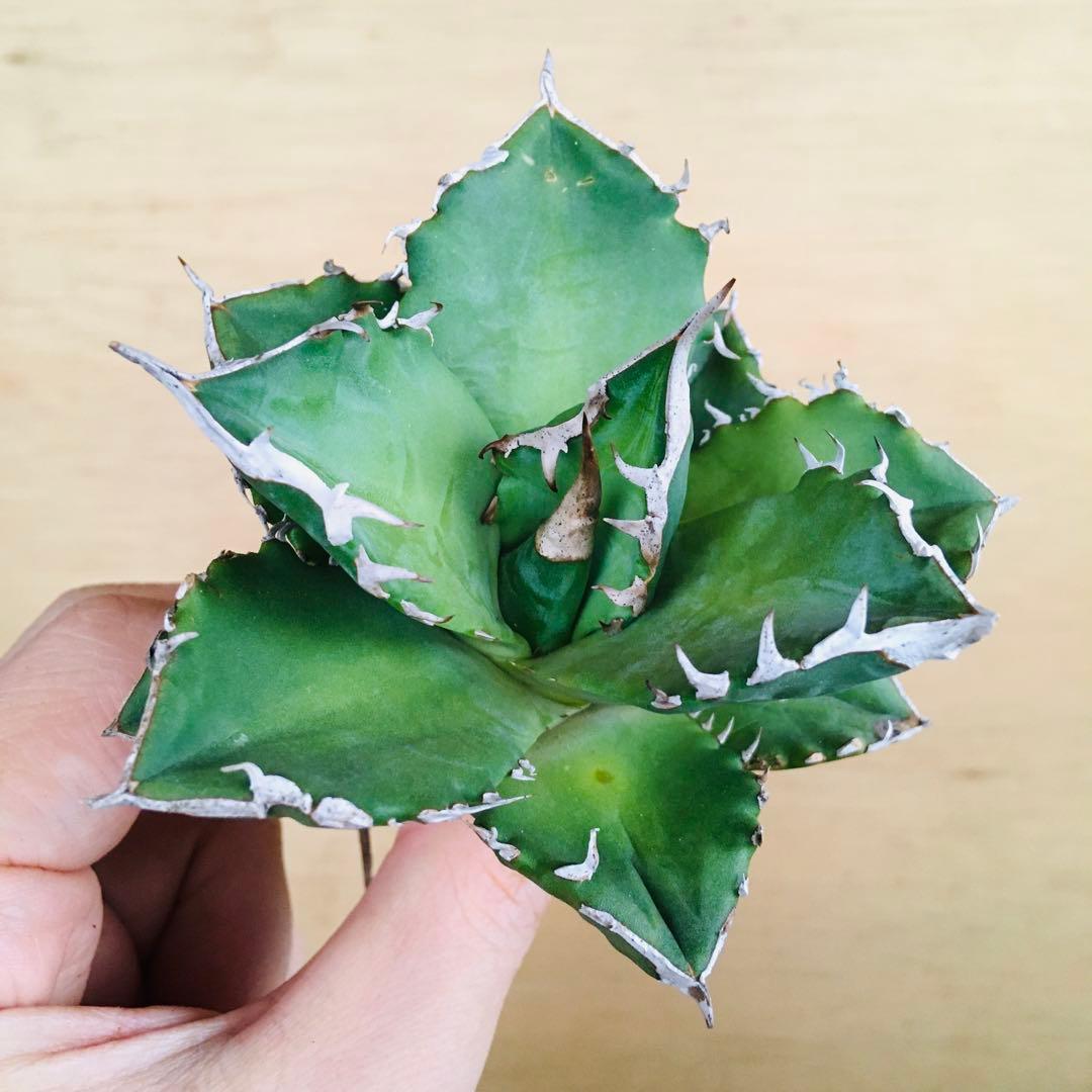 25-7 白火焔 TC株 アガベ チタノタ ホワイトファイヤー